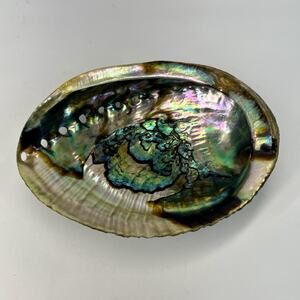 Natural Abalone Seashell Large Unpolished Iridescent Greens Pinks Gold 6” Long